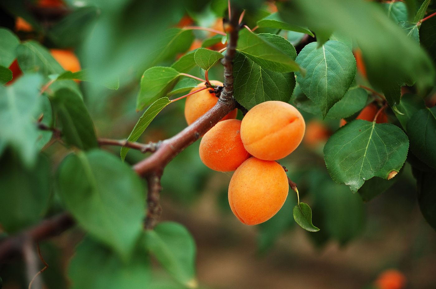 Shutterstock apricot tree
