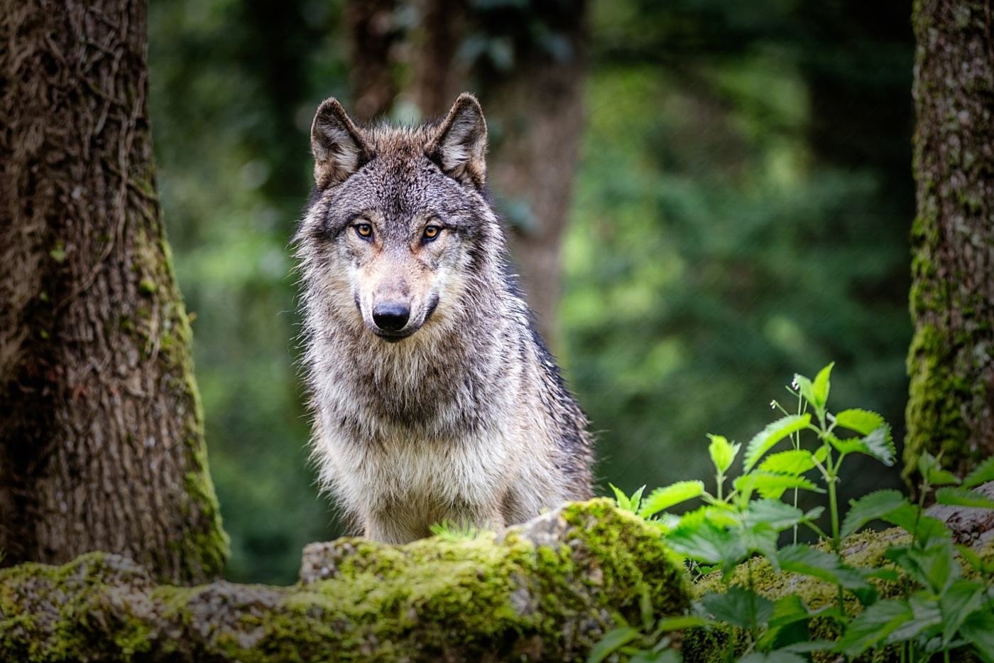 Shutterstock wolf