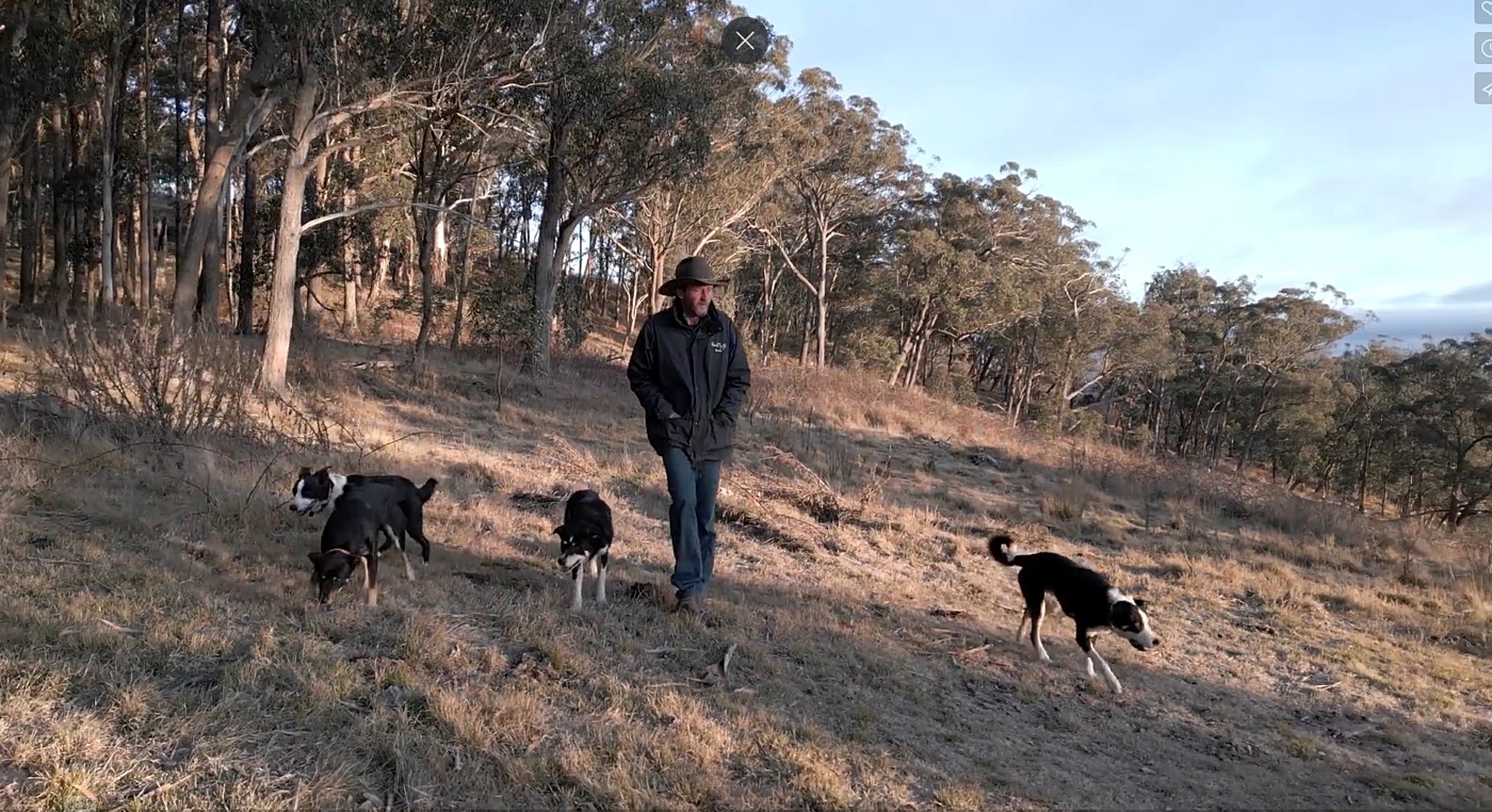 Bern and dogs doco update