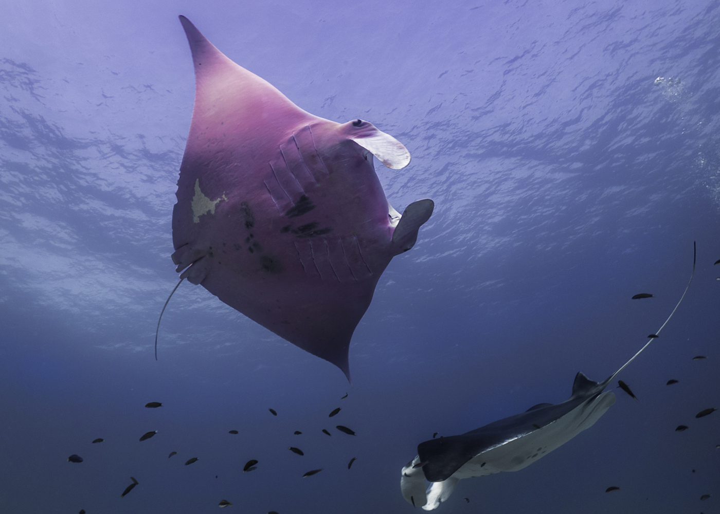Inspector Clouseau and normal manta 20160913 by Amelia Armstrong