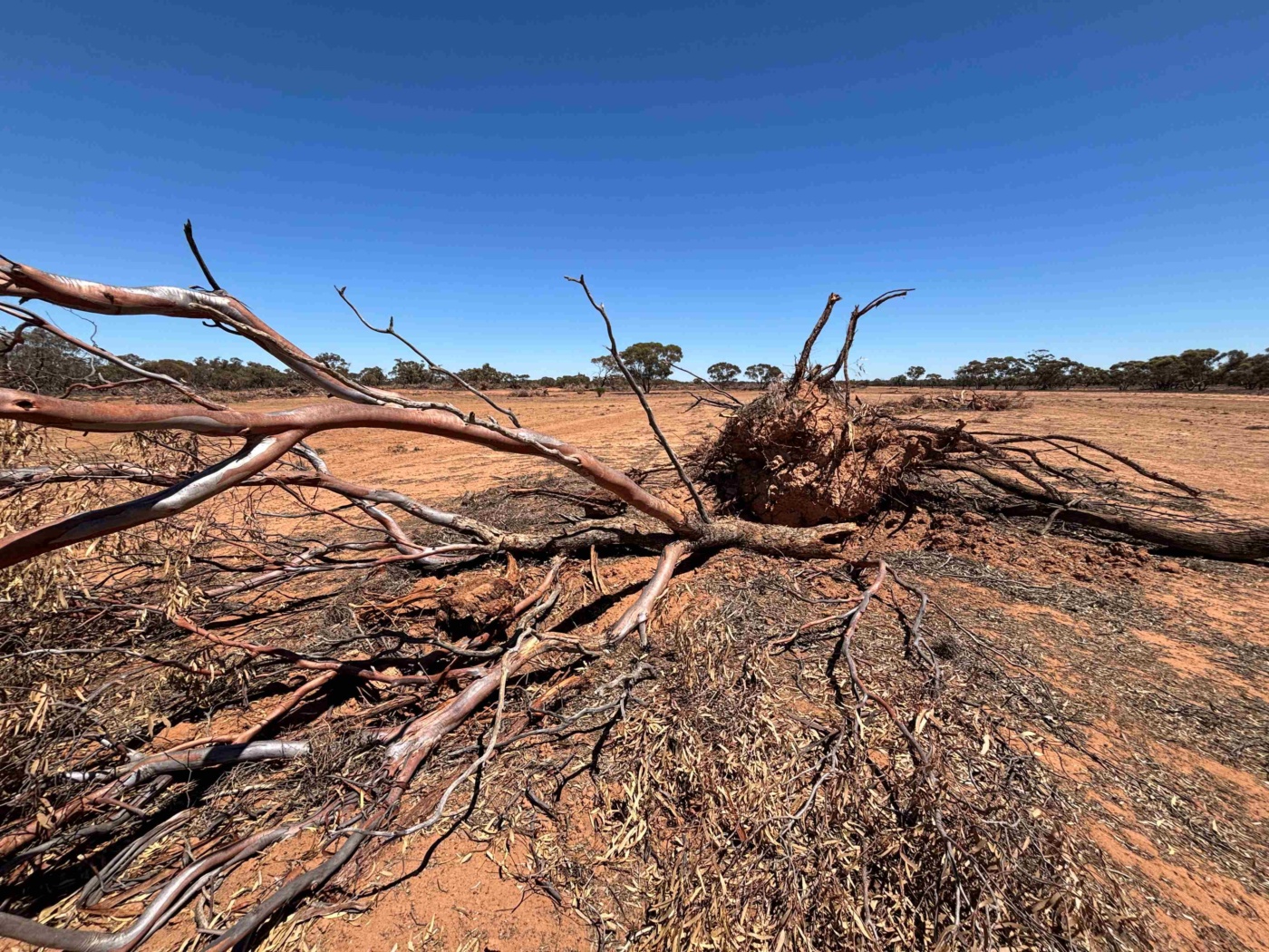 Mallee Land clearing