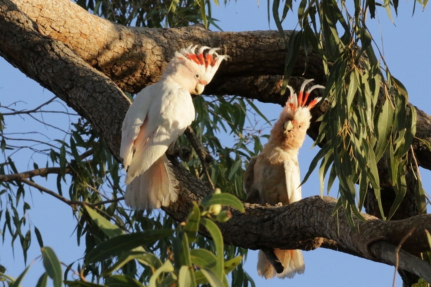 Pink Cockatoos in tree