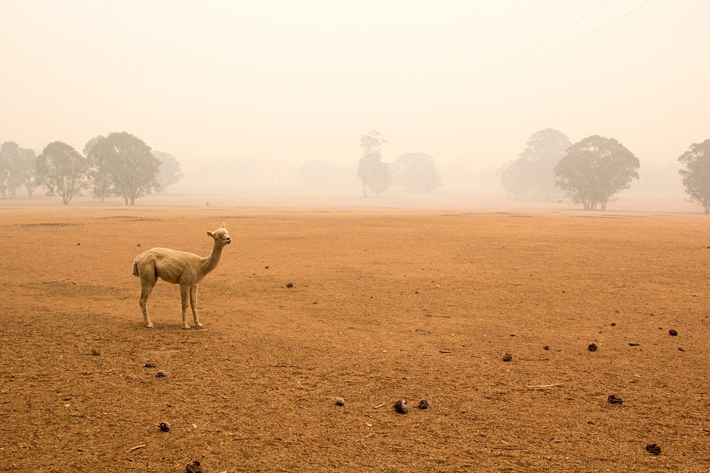 Shutterstock drought alpaca