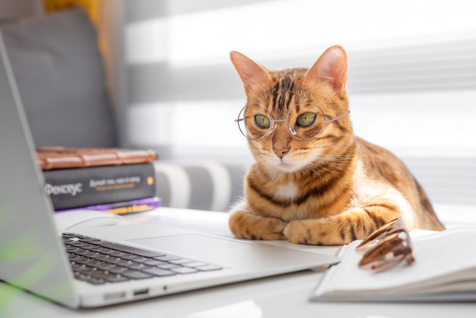 Paws your work to give