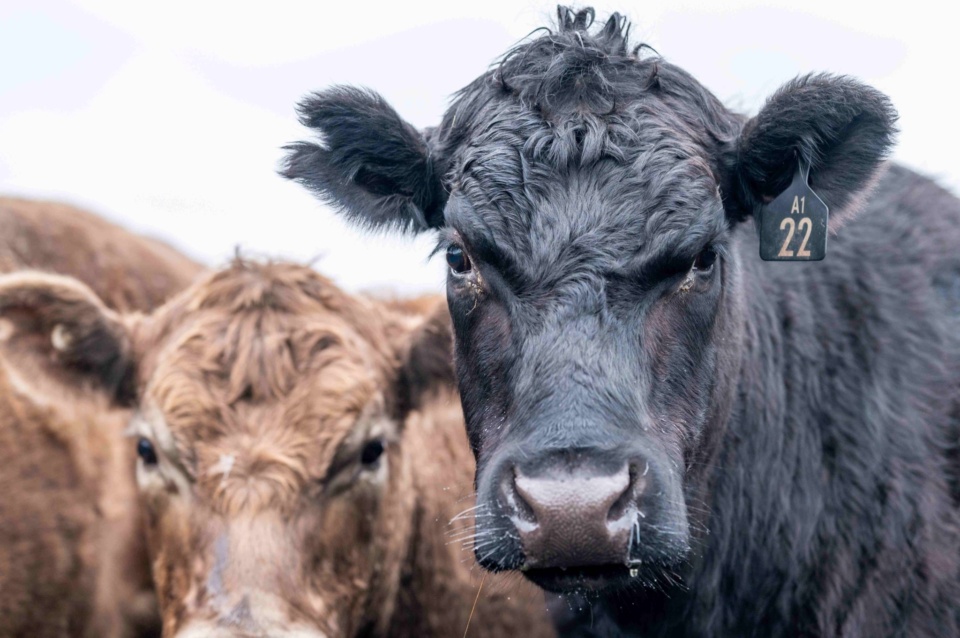 Landholders turn up the heat on high-steaks beef with conservation group