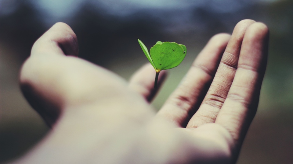 ACCC cracks down on green claims that won’t wash