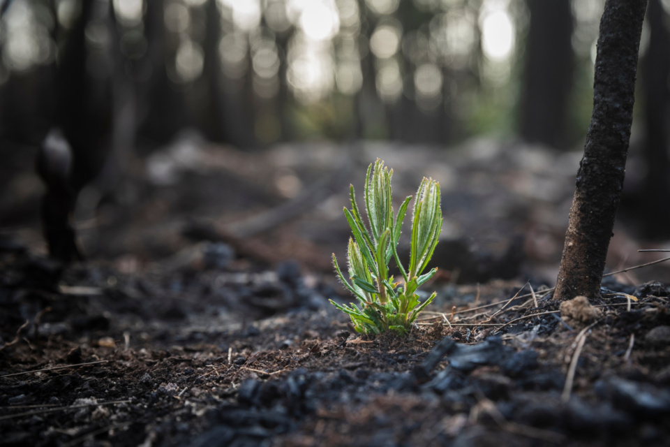 After the fires, the floods and the media, local attention turns to the long term
