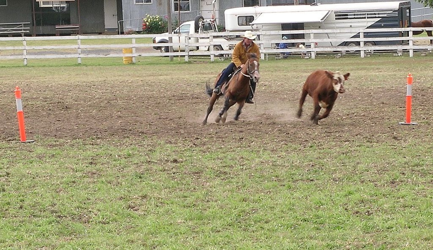 Campdrafting