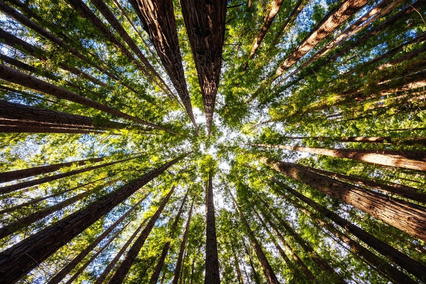 Forest shutterstock 2465383081