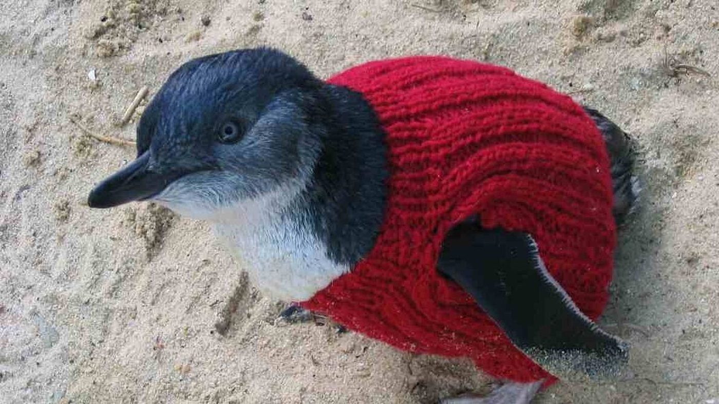 Penguin red jumper a28930b60decd87861cb5491ed347d73 8c8bfecbc8bba0ff60ec7616b0fcba5f